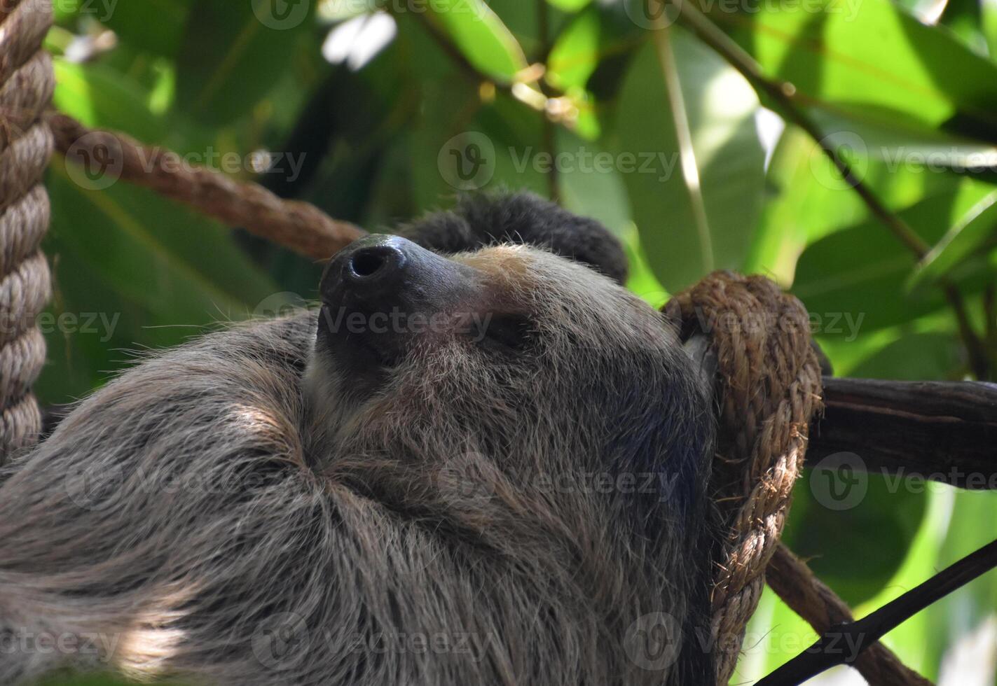 Close Up of a Resting Sloth photo