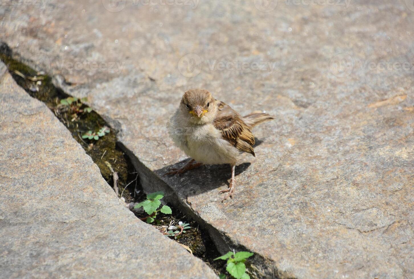 Looking into the Face of a Small Sparrow Bird photo