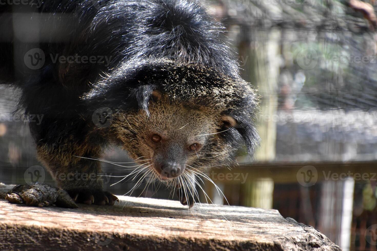 Asian Bearcat Taking a Step Forward photo