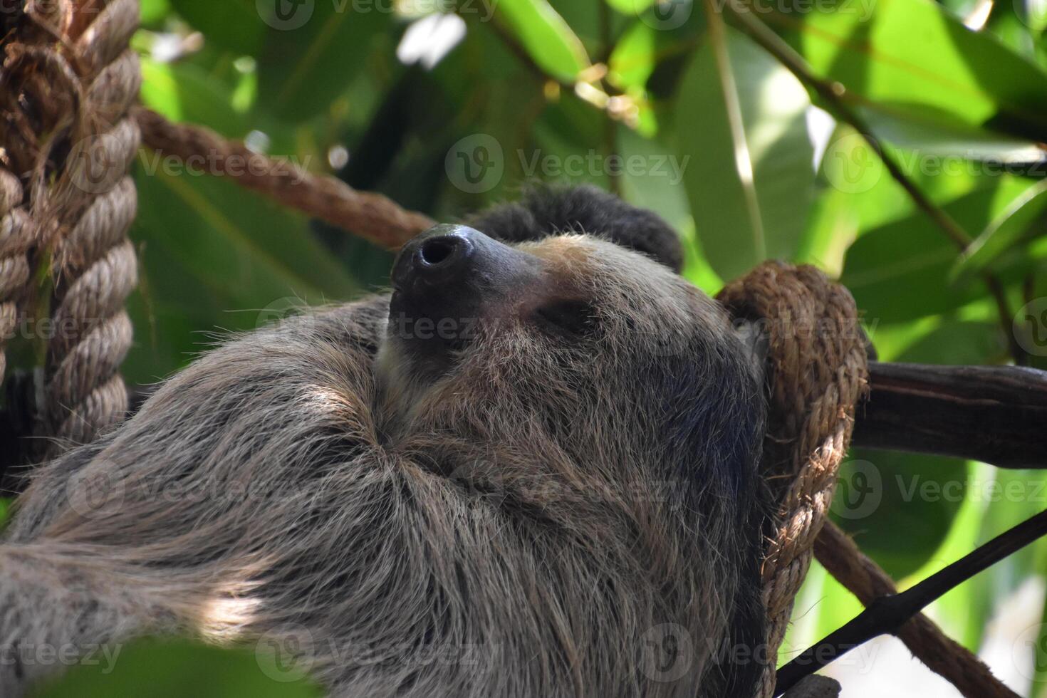 Looking into the Cute Face of a Sloth photo
