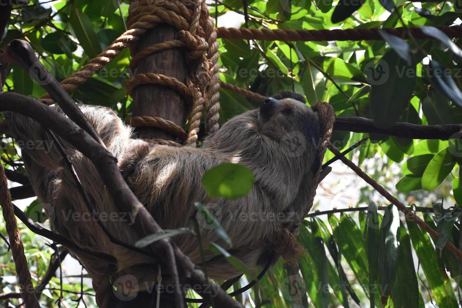Sloth Sitting in a Tree Taking a Nap photo