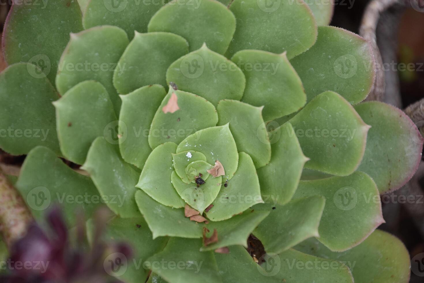 Green Succulent Plant in Autumn photo