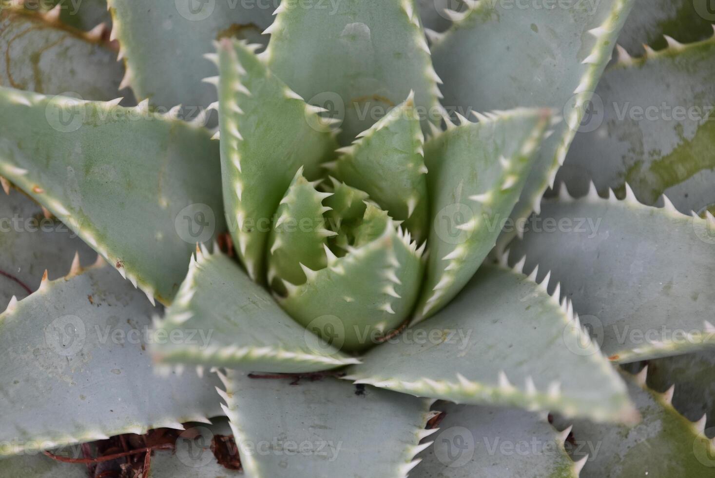 Looking up close into the Center of an Aloe Brevifolia Plant photo