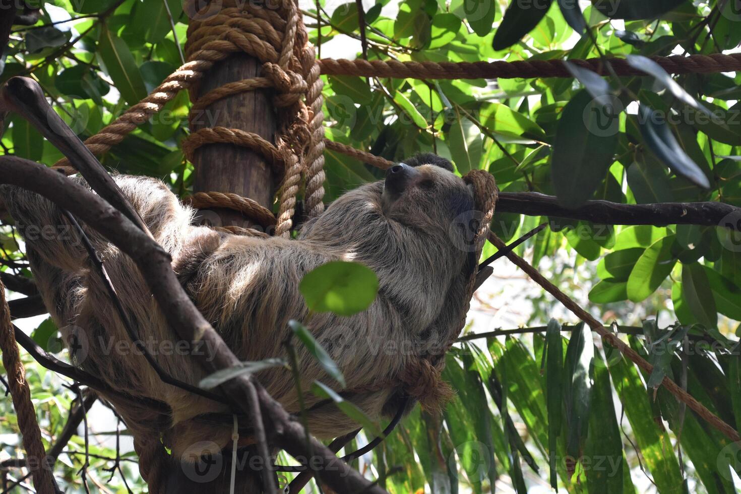 Sloth Resting in a Rainforest Tree Top photo