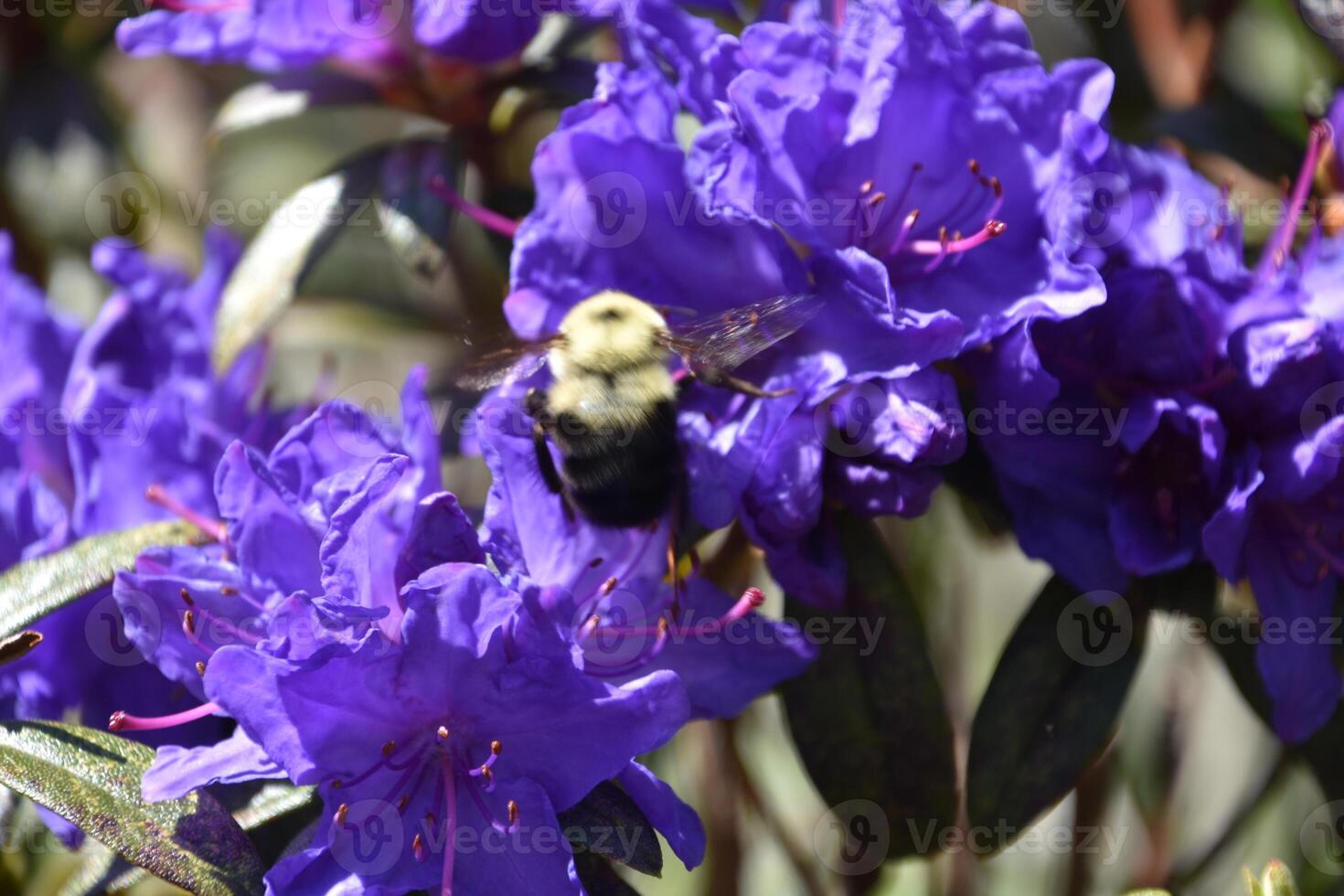 Bumblebee Pollinating a Deep Purple Azalea Bush photo