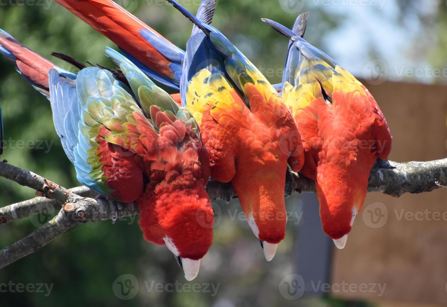 Colorful Red Macaws on a Branch Reaching Down photo