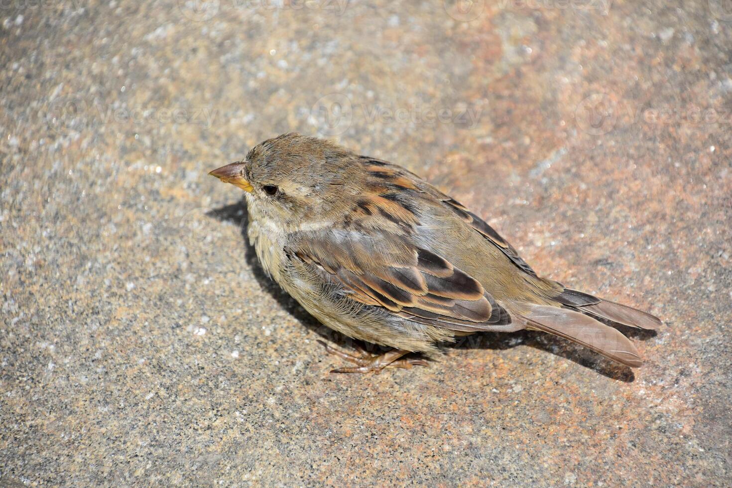 Beautiful Small Brown Sparrow Bird Looking Cute photo