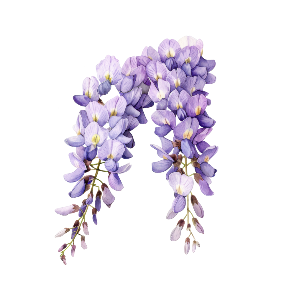 Watercolor blooming purple Wisteria flower branch and wildflower clip art element illustration png