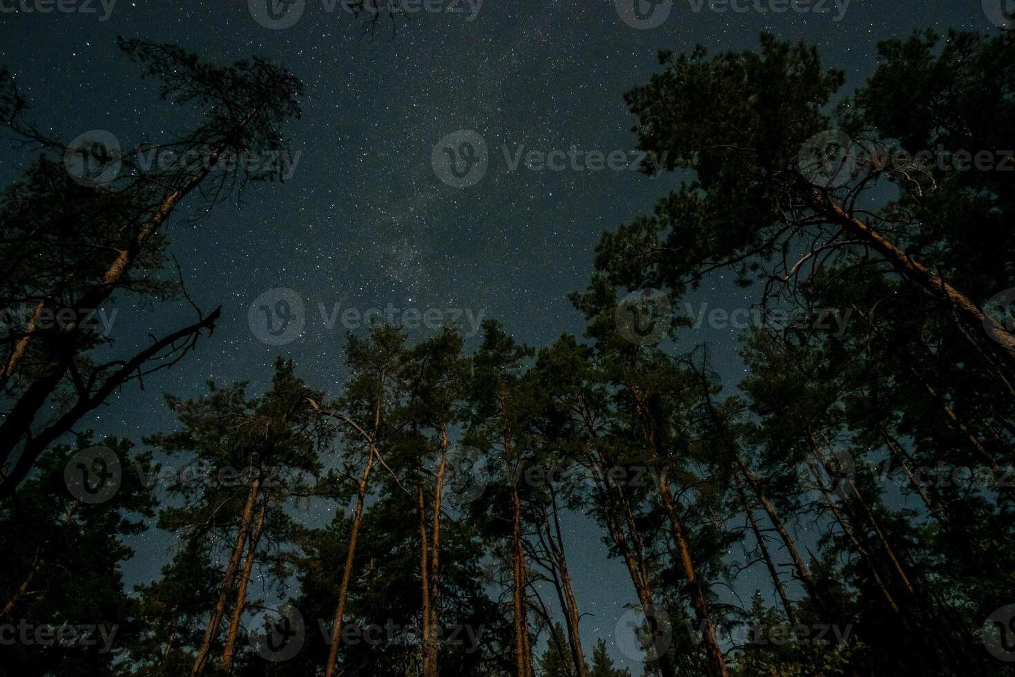 A tranquil forest at night showcases tall trees silhouetted against a starry sky, creating a peaceful and captivating atmosphere under the starlight. photo