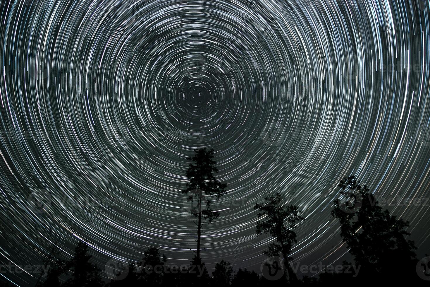 Amid a dark wilderness, brilliant star trails spiral around the North Star, illuminating the night sky while silhouettes of trees stand in stillness below. photo