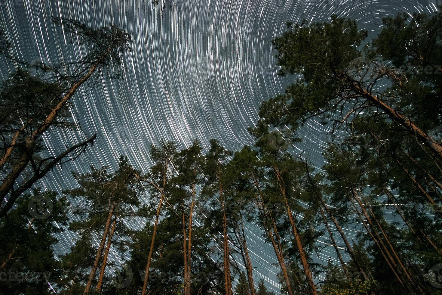 The night sky is filled with stunning star trails, as tall pine trees frame the scene from a forest clearing, highlighting the beauty of the cosmos. photo