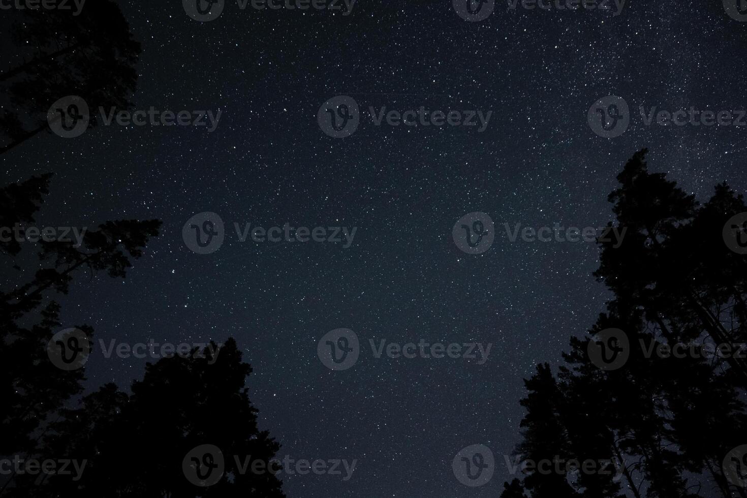 Starry sky illuminated by countless stars above a dense forest, showcasing a calm and peaceful summer evening atmosphere. The silhouettes of tall trees are visible. photo