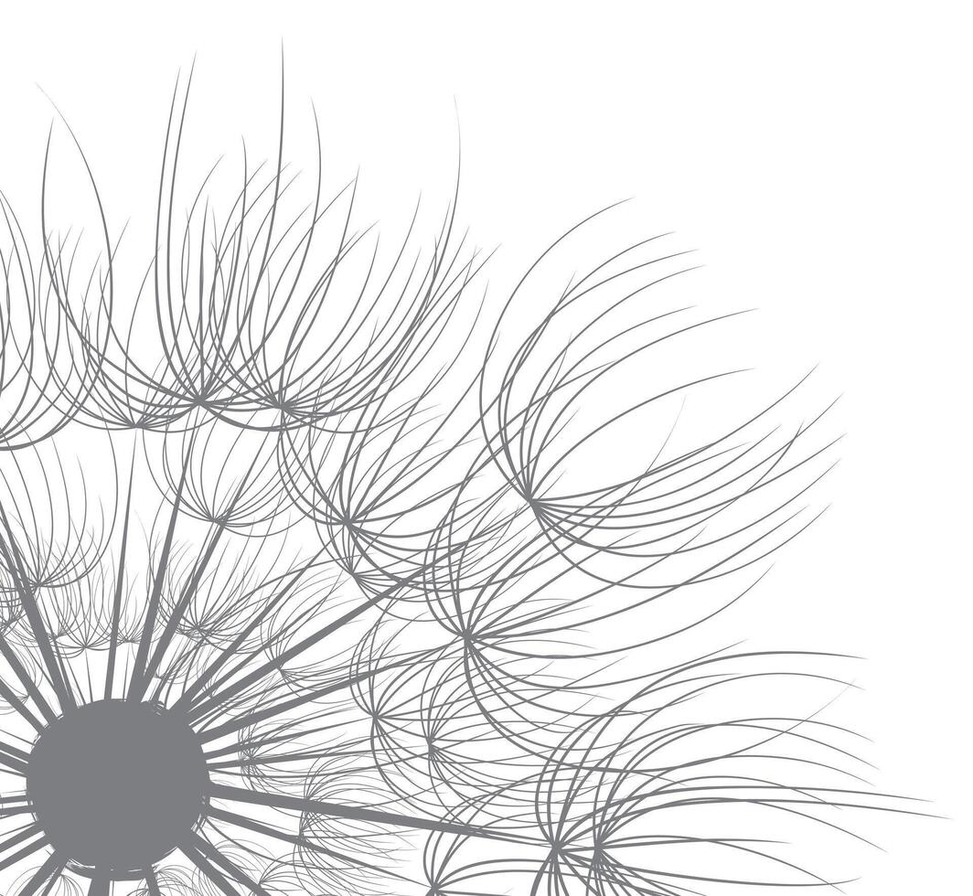 A background with a flower of a field dandelion. vector