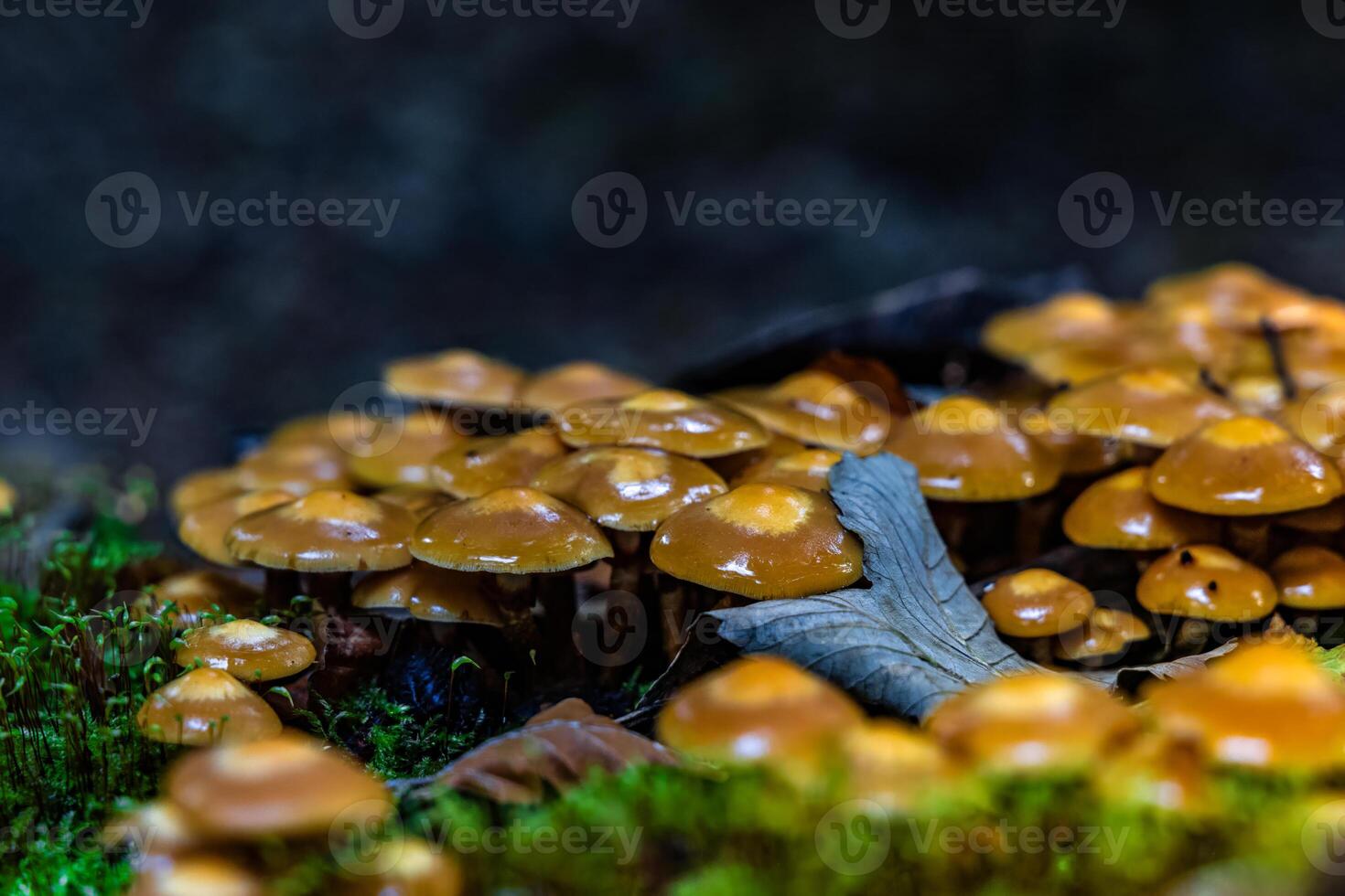 A close up of a large group of mushrooms on a mossy surface photo