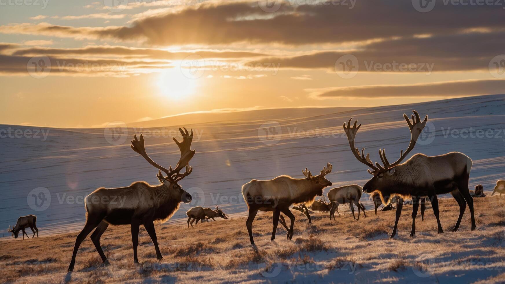 A serene sunset scene featuring reindeer grazing in a snowy landscape. photo
