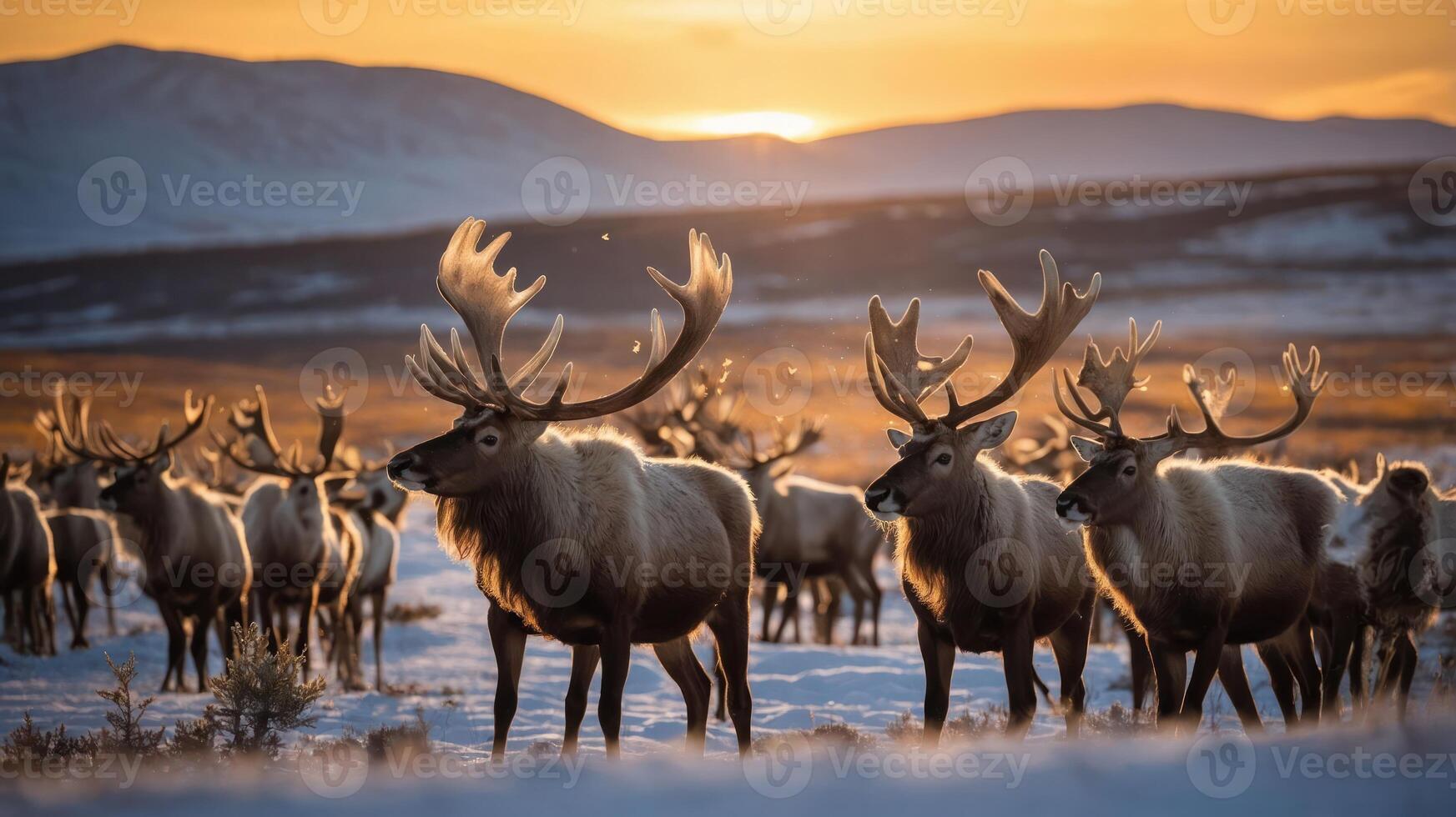 A herd of reindeer in a snowy landscape during sunset. photo