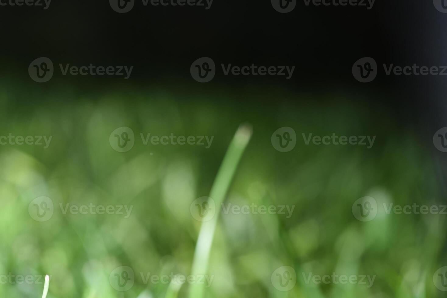 Green fresh grass close up texture low angel blurred bokeh photo