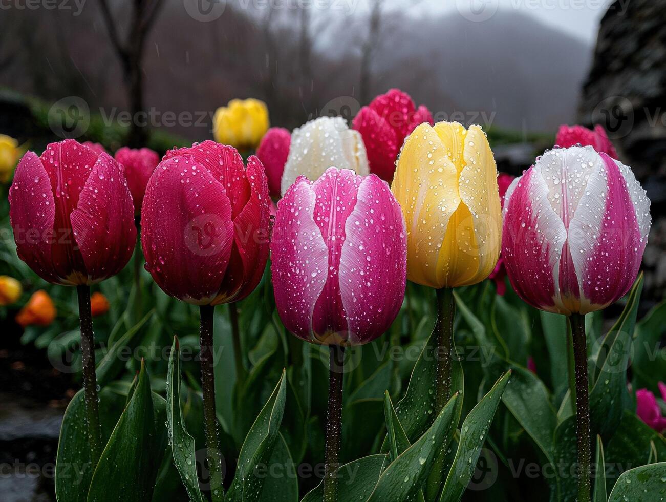 Close up of colorful tulips with rain drops photo