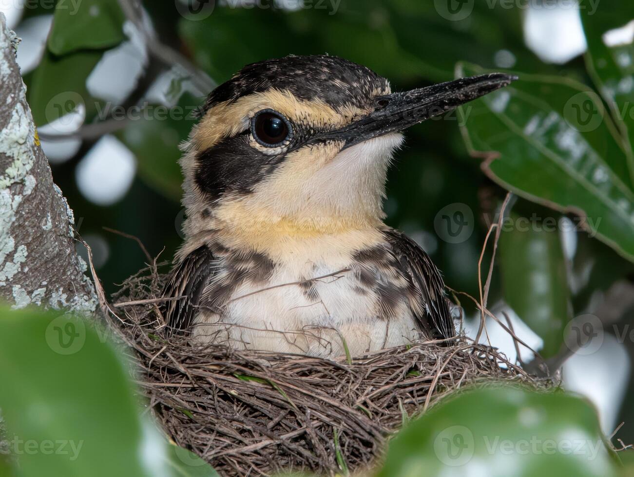 Close up of a baby bird in its nest photo