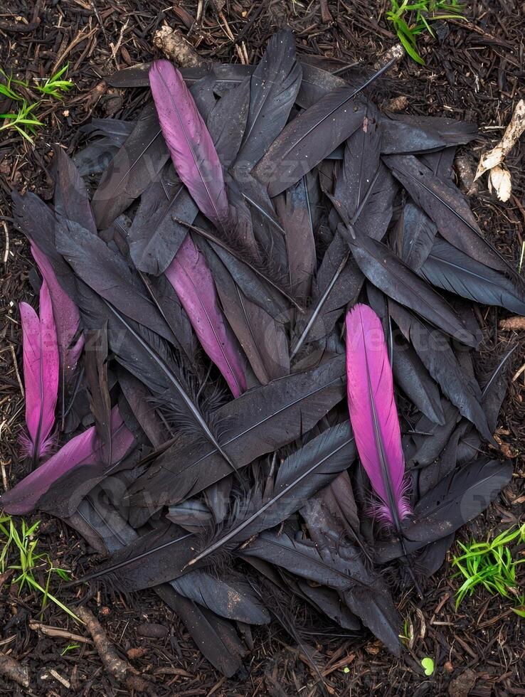 Pile of dark feathers with a few purple accents on the ground photo