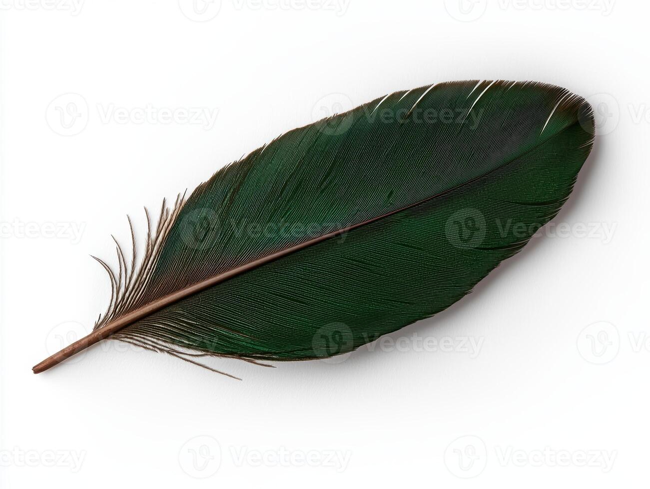 Single dark green feather isolated on white background photo
