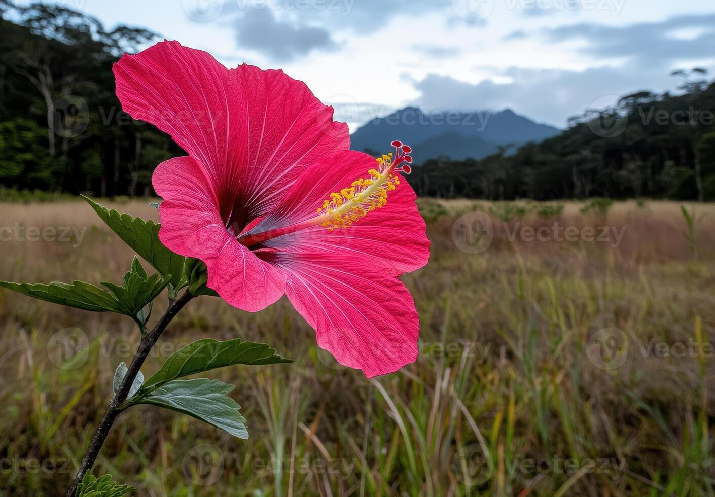 Close up of a vibrant pink hibiscus flower in a field with mountains in the background photo