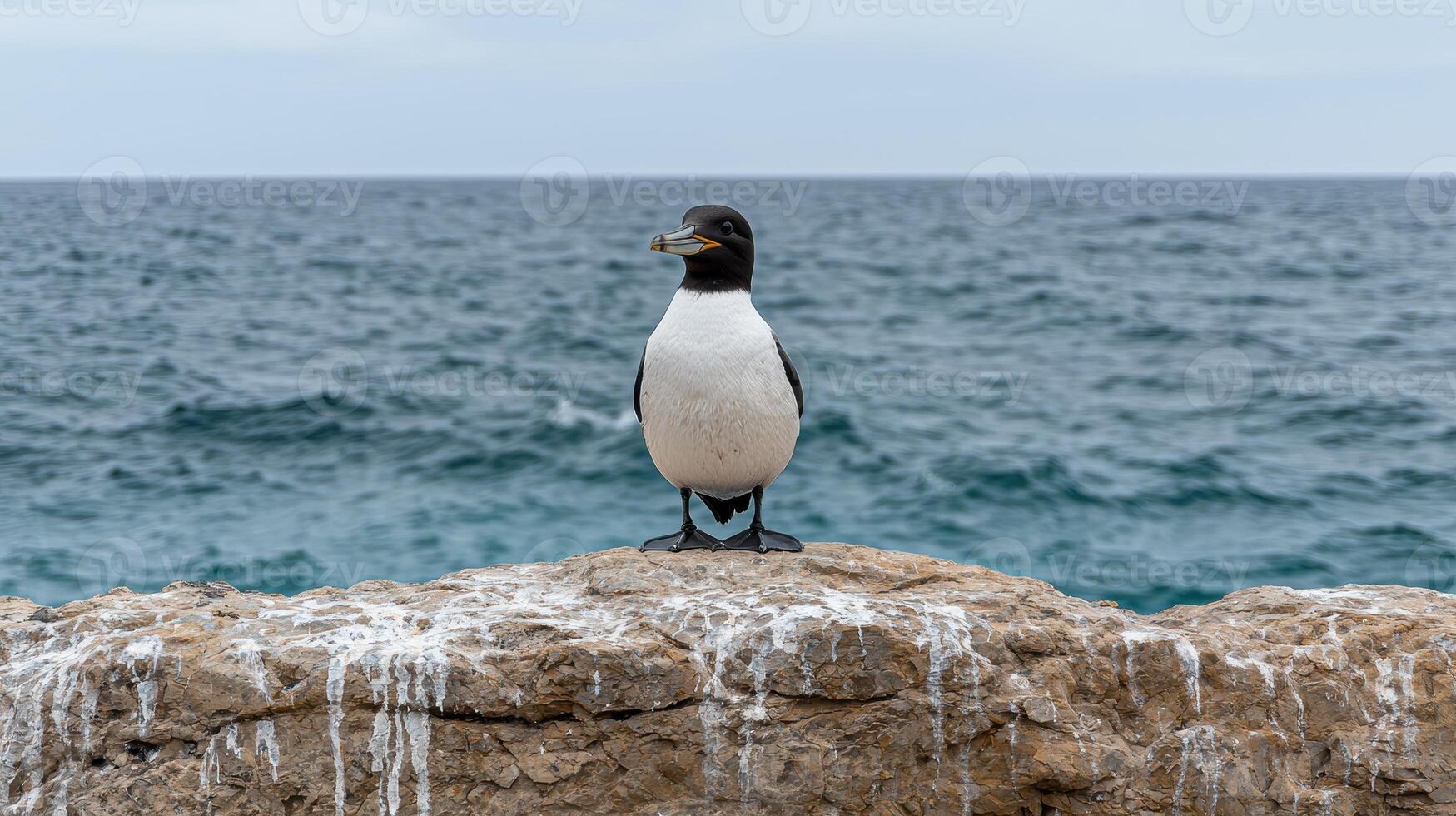 Black legged Kittiwake perched on a rock overlooking the ocean photo