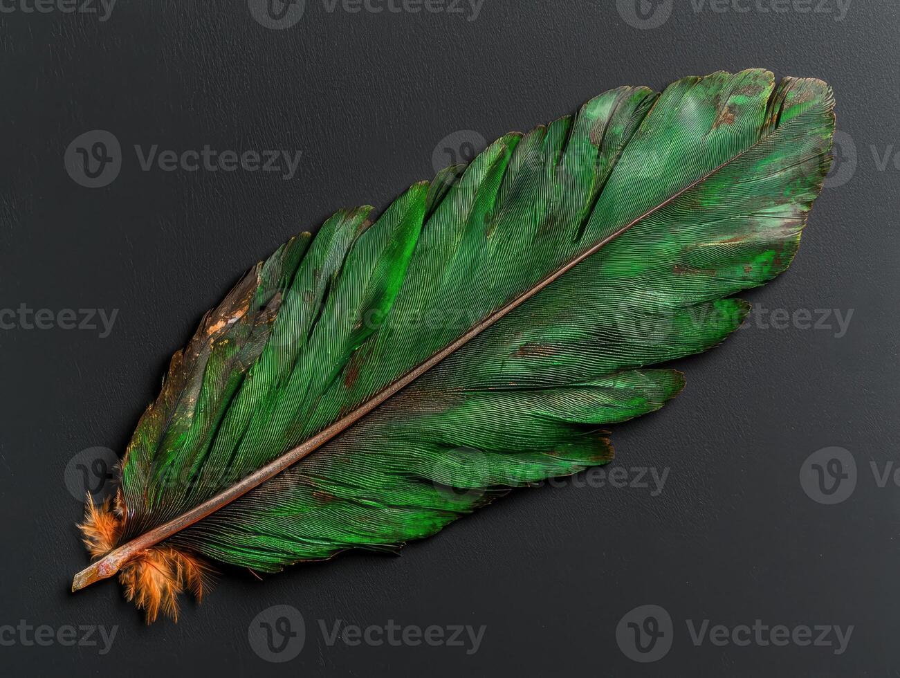 Close up of a vibrant green feather with brown accents on a dark background photo