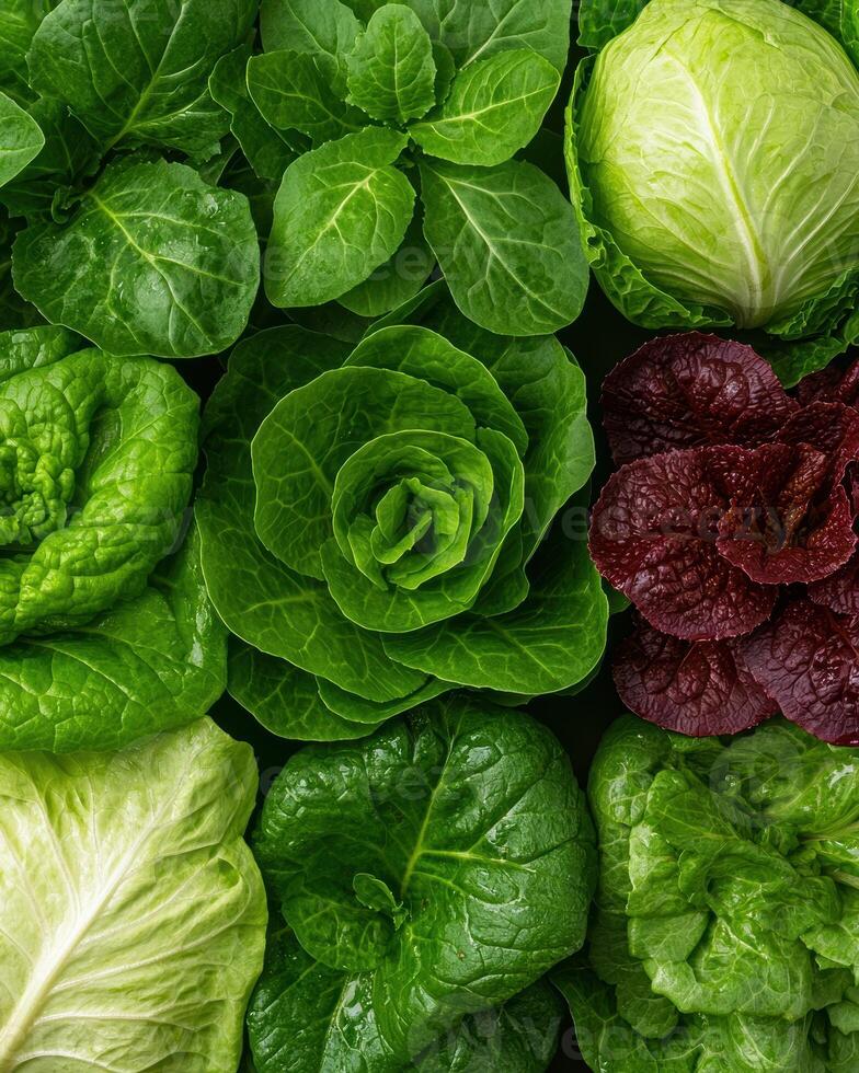 Fresh organic lettuce and cabbage varieties, top view photo