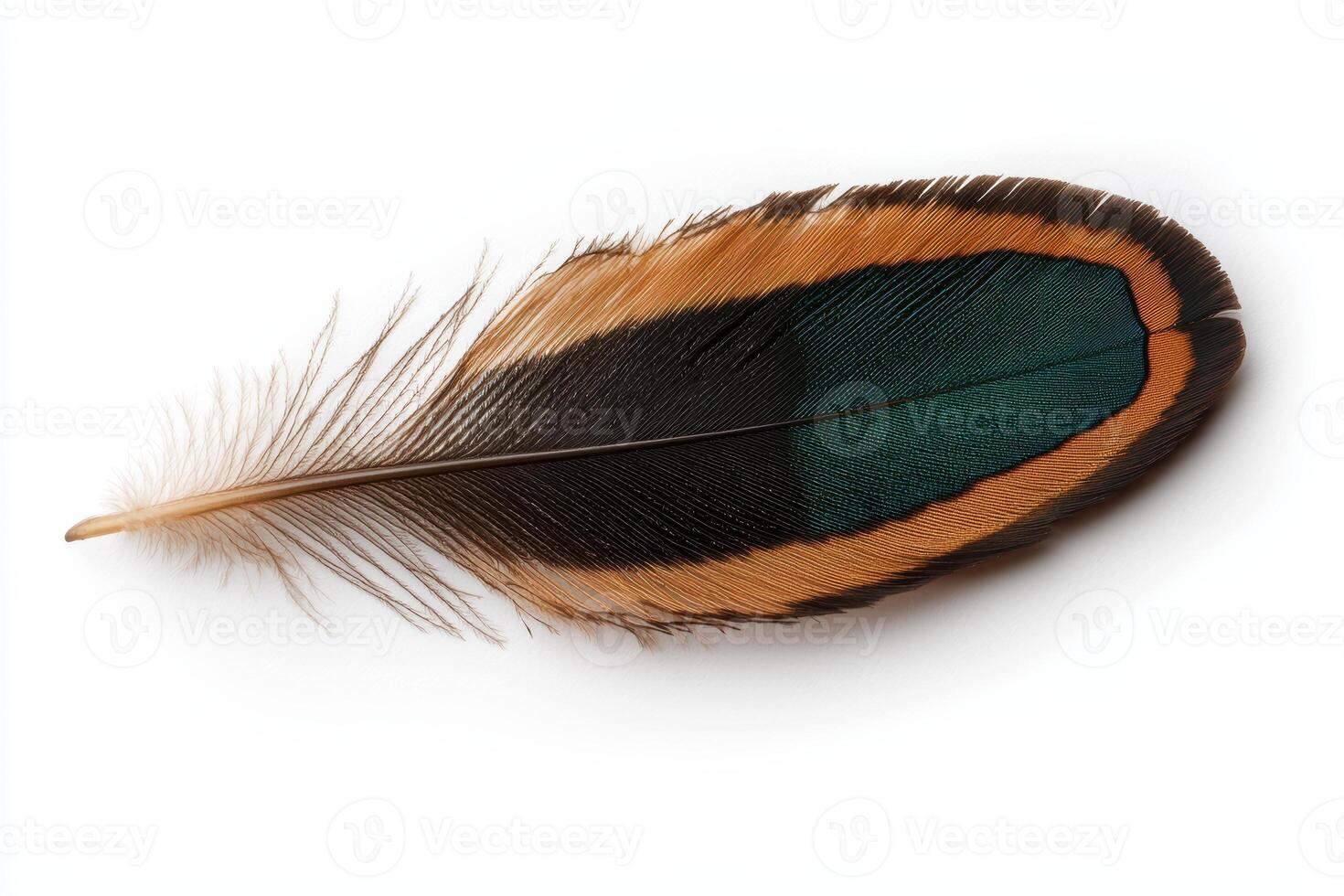 Close up of a single vibrant bird feather isolated on white background photo