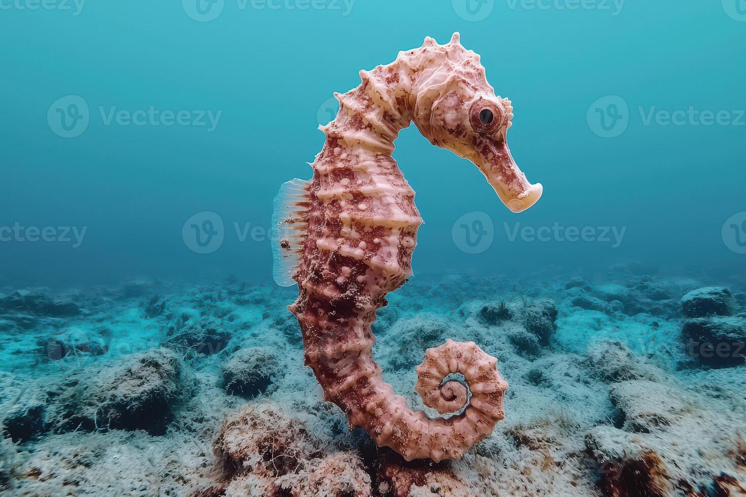 Close up of a seahorse in its ocean habitat photo