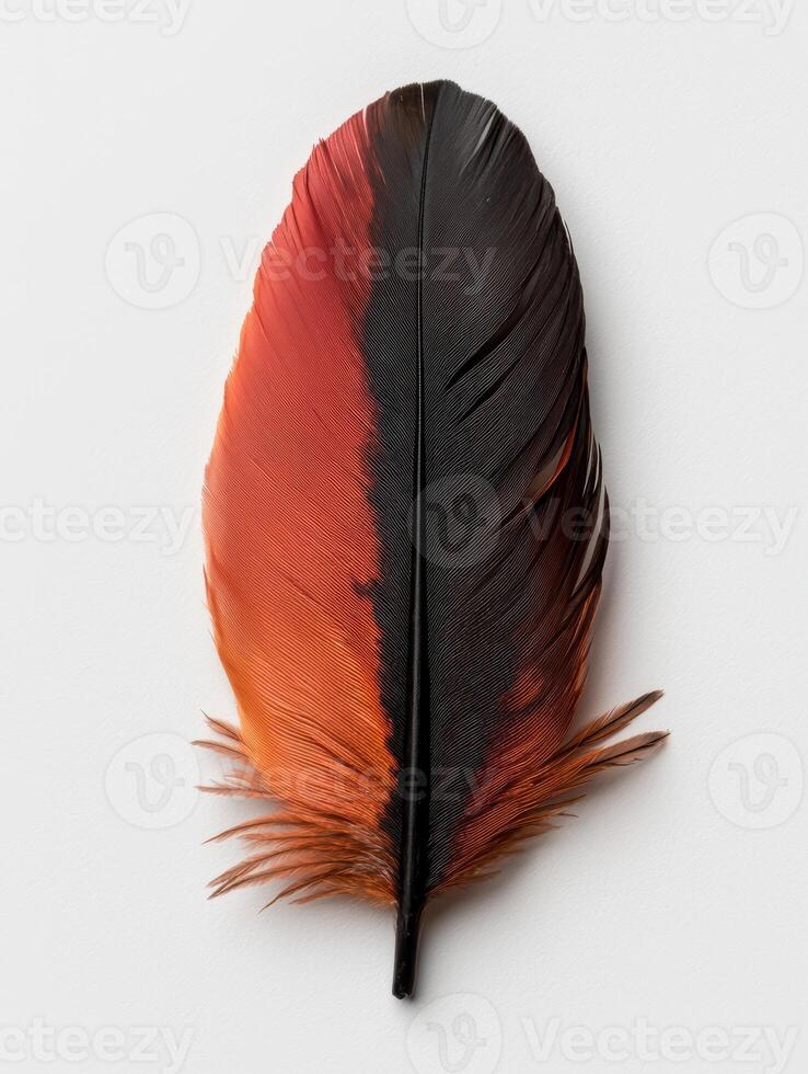 Close up of a single vibrant red and black bird feather isolated on white background photo