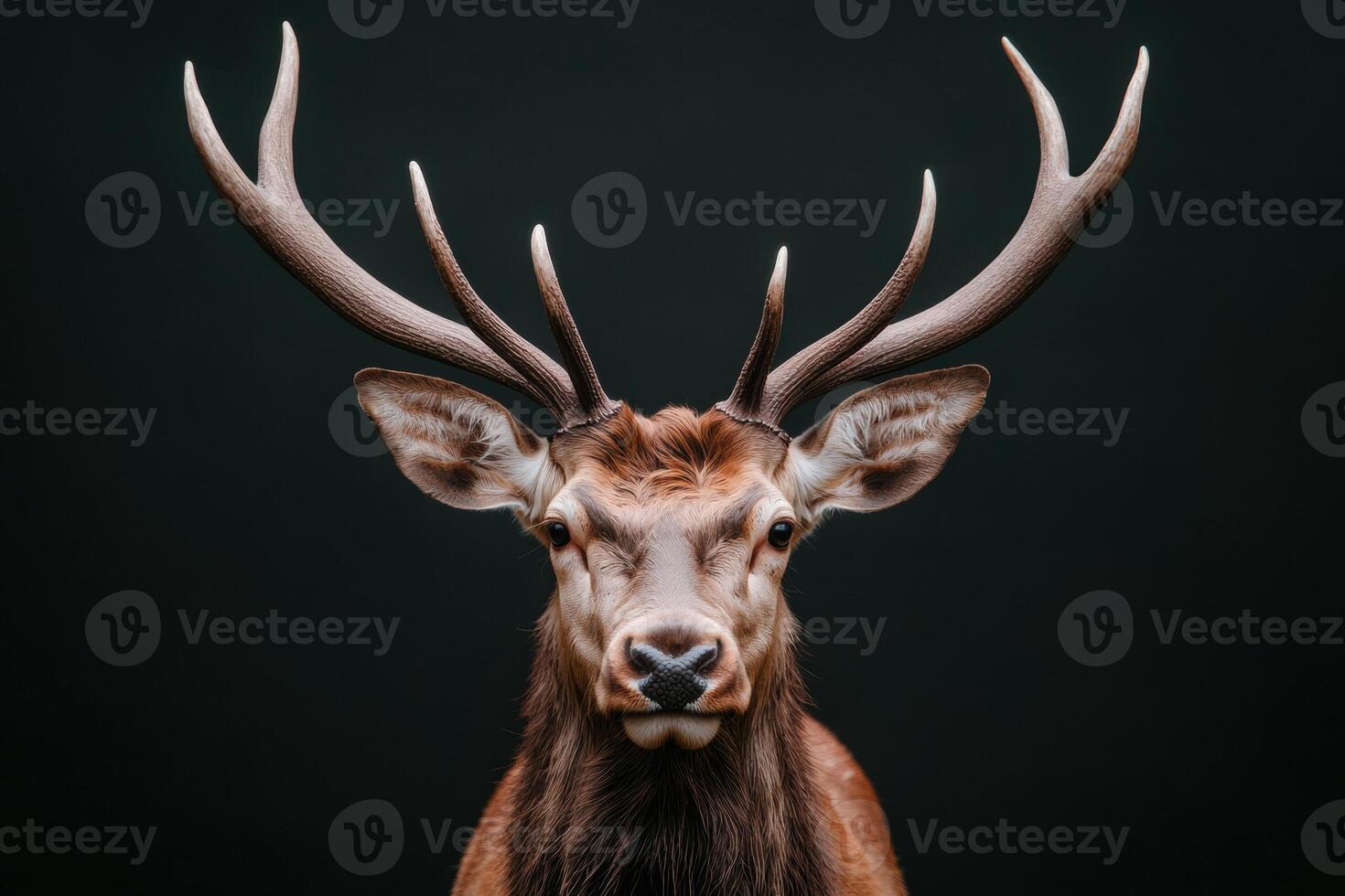 Majestic deer stag with large antlers in dark background photo