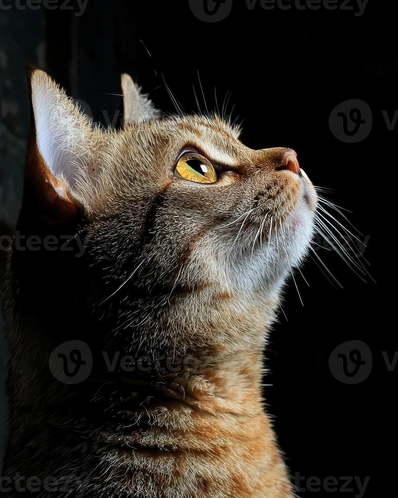 Close up portrait of a tabby cat looking up photo