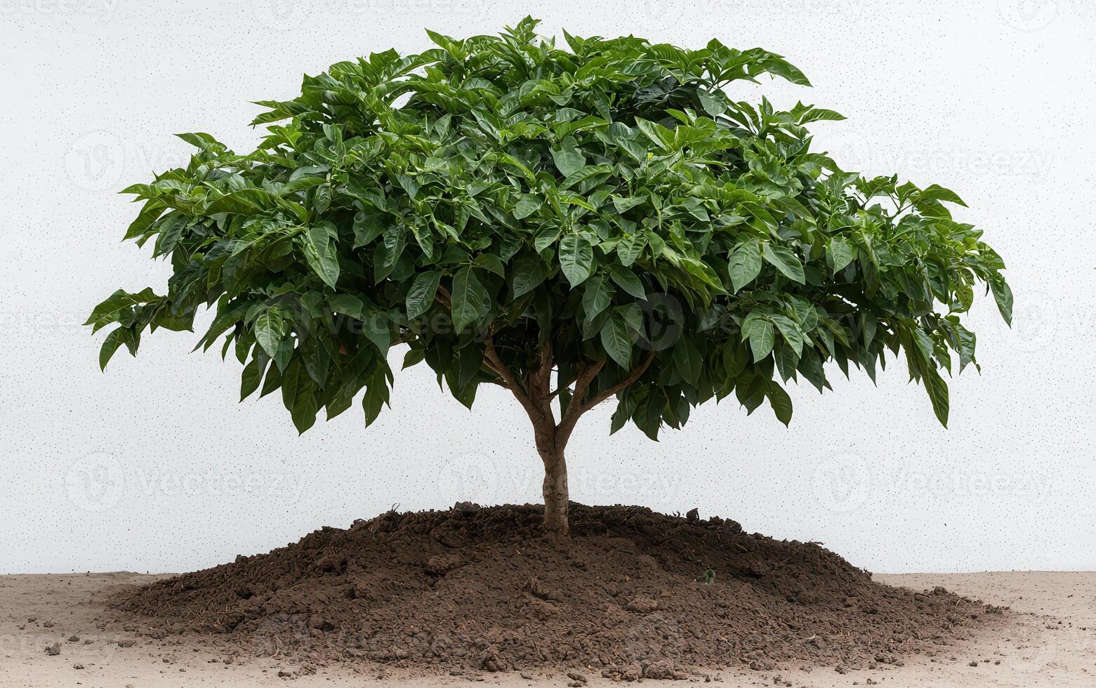 Young tree planted in a pile of soil against a white background photo