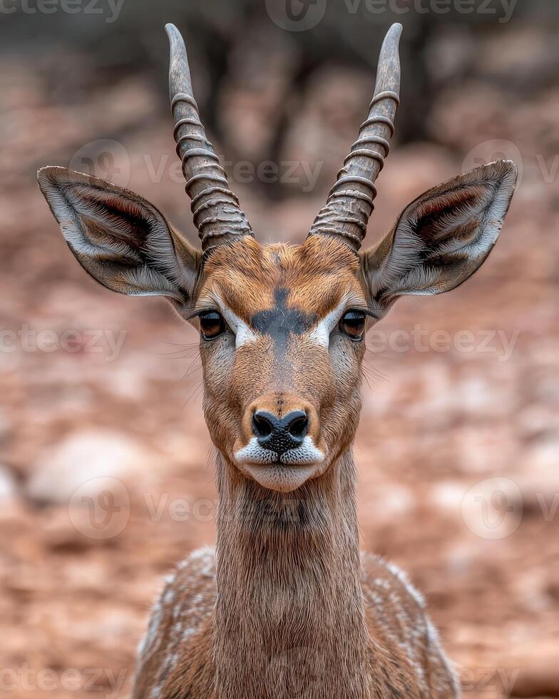 Close up portrait of a graceful antelope with large horns photo