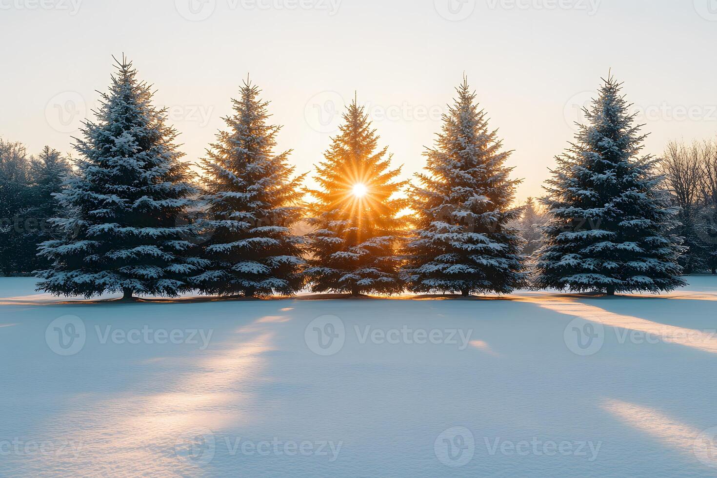 Winter Wonderland Sunrise Majestic Snow-Covered Pine Trees in a Serene Landscape photo