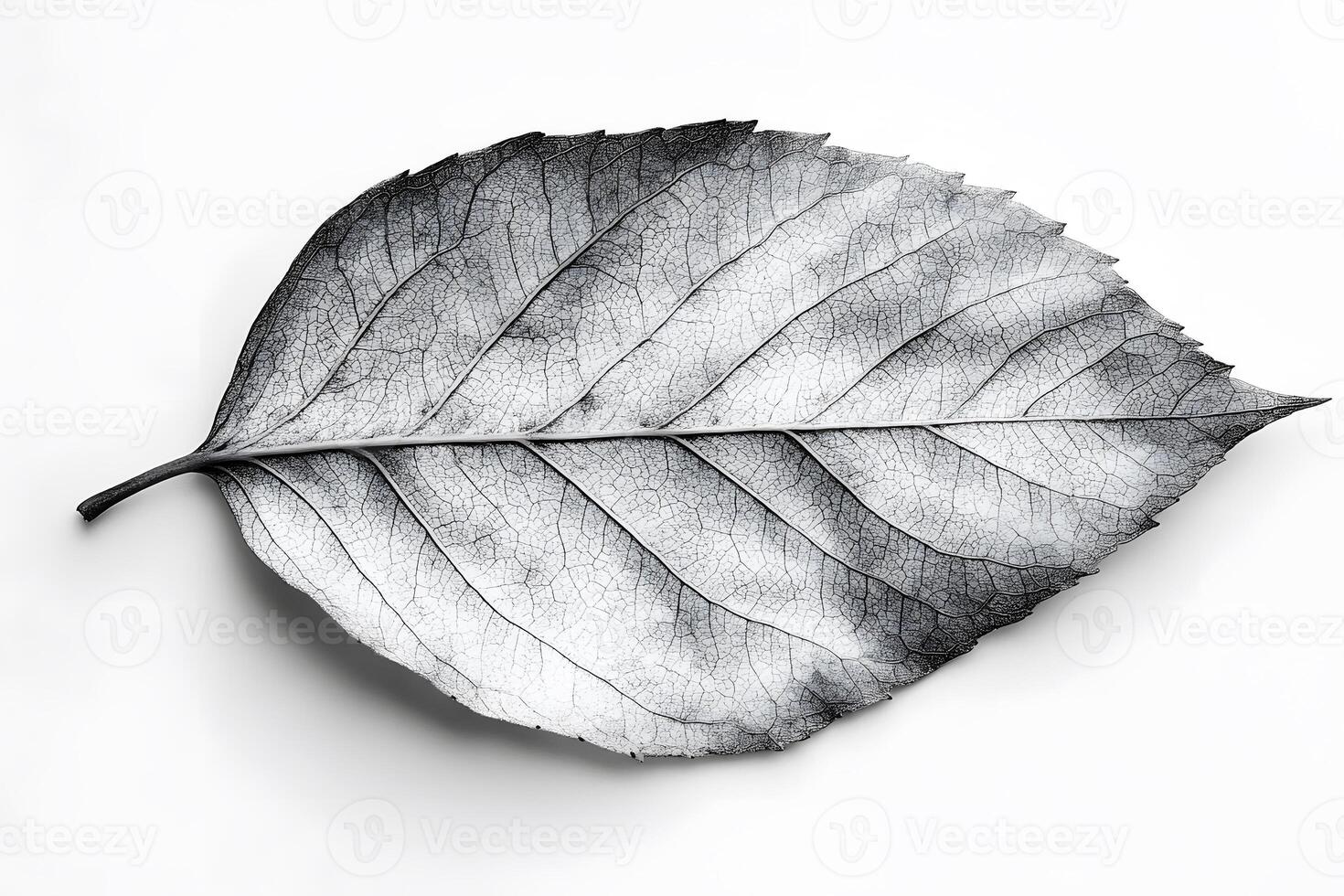 Nature's Detail Monochrome Leaf Texture for Art and Design Concepts photo