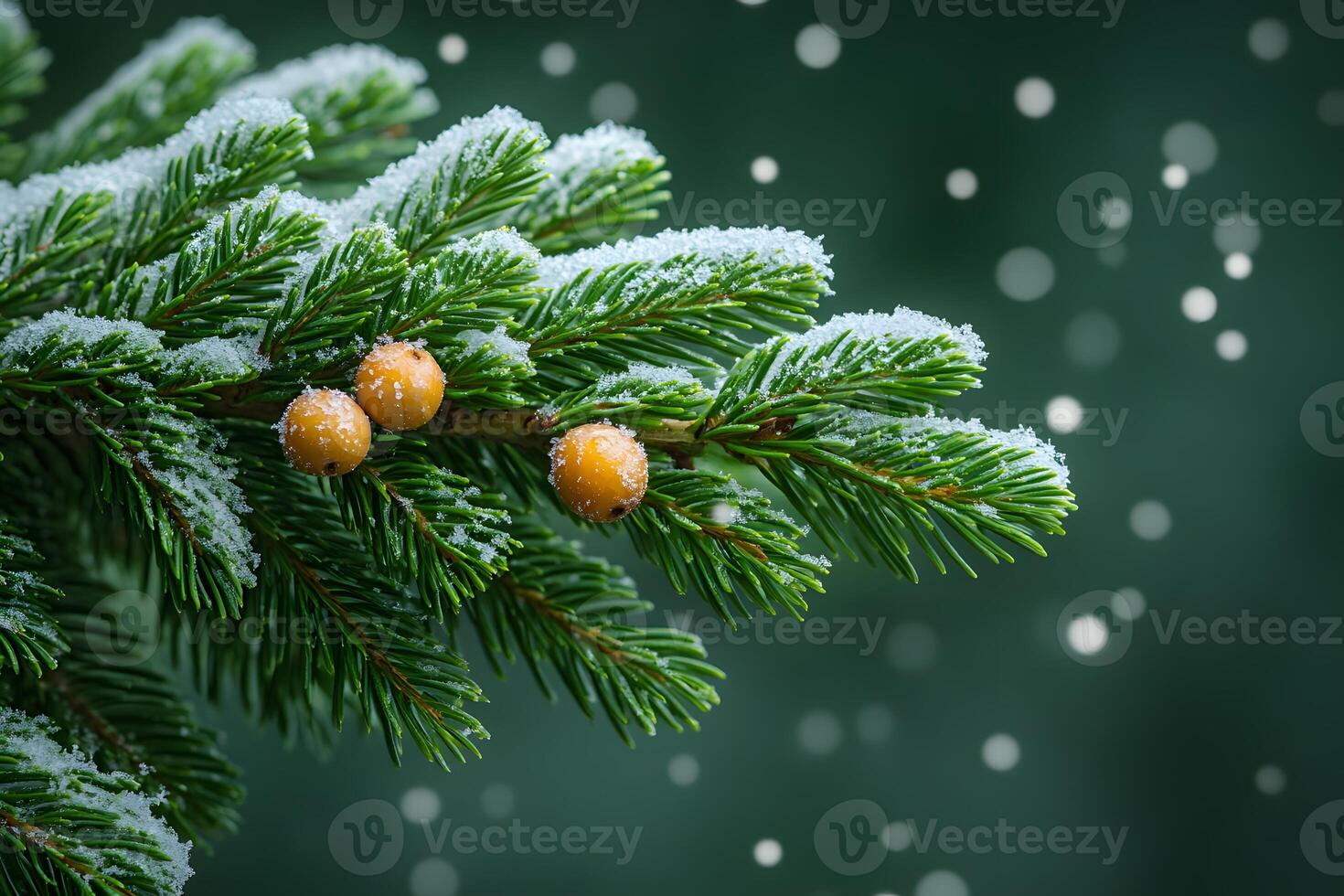 Winter Scene with Snow-Dusted Pine Branches and Berries for Holiday Decor photo