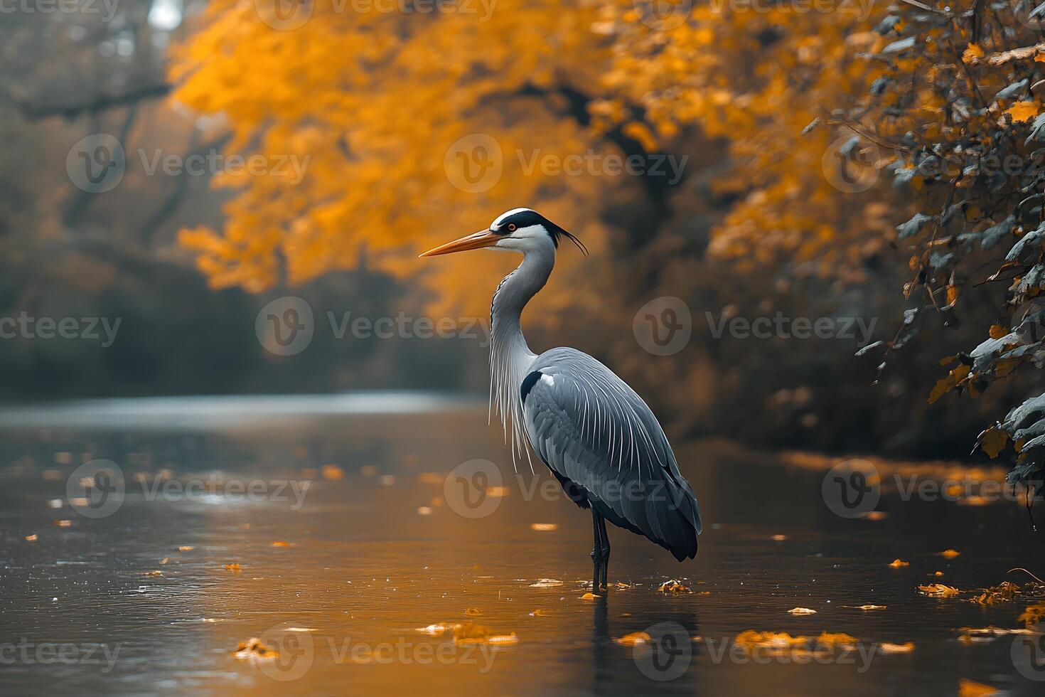 Autumn Serenity Heron in Tranquil Waters for Nature Photography and Design photo