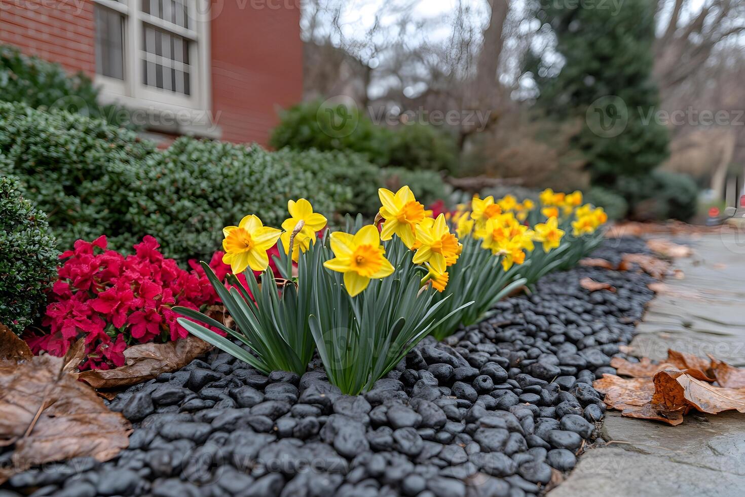 Spring Garden Bloom with Daffodils and Seasonal Foliage for Landscape Design photo