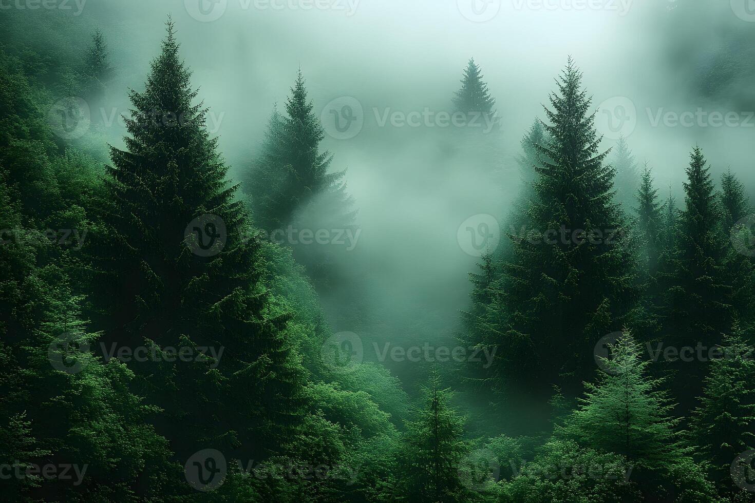 Enigmatic Forest Mist Tranquil Evergreen Trees Swathed in Serene Fog photo