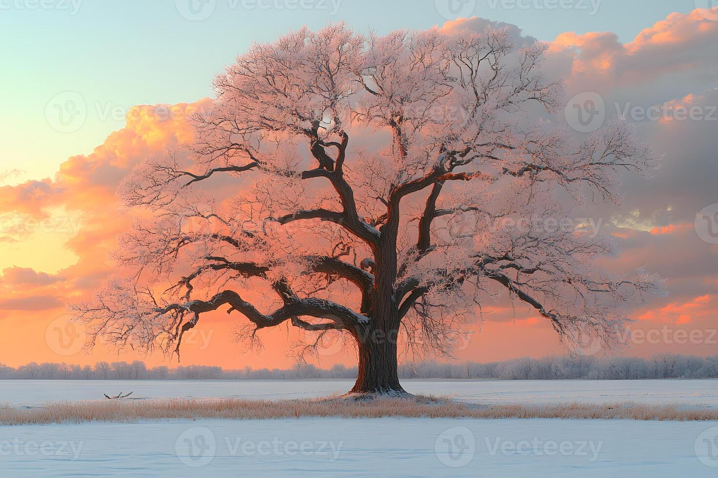 Majestic Winter Tree at Sunset Over Snow-Covered Field for Nature Photography photo