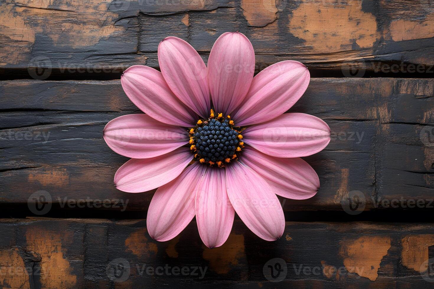 Pink Daisy Flower on Rustic Wooden Surface for Nature-Inspired Design photo