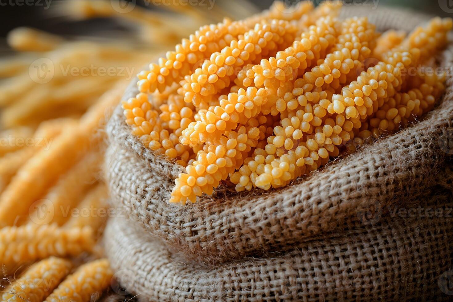 Fresh Organic Corn Display in Burlap Sack for Rustic Culinary Decor photo