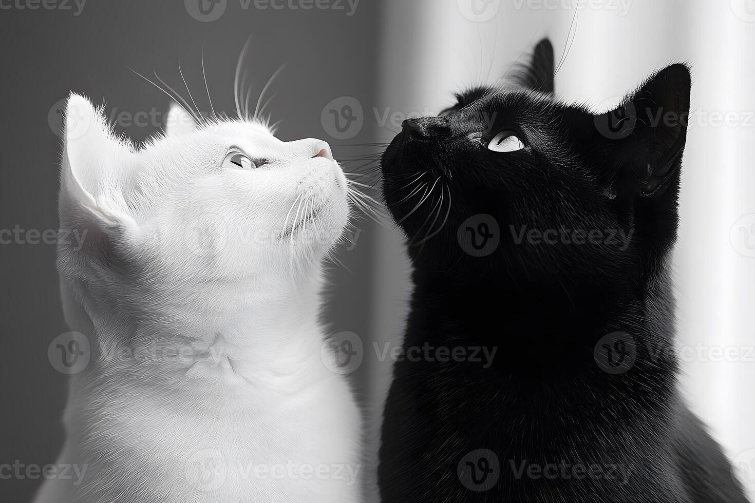 Black and White Cats Gazing Upward in Unity photo