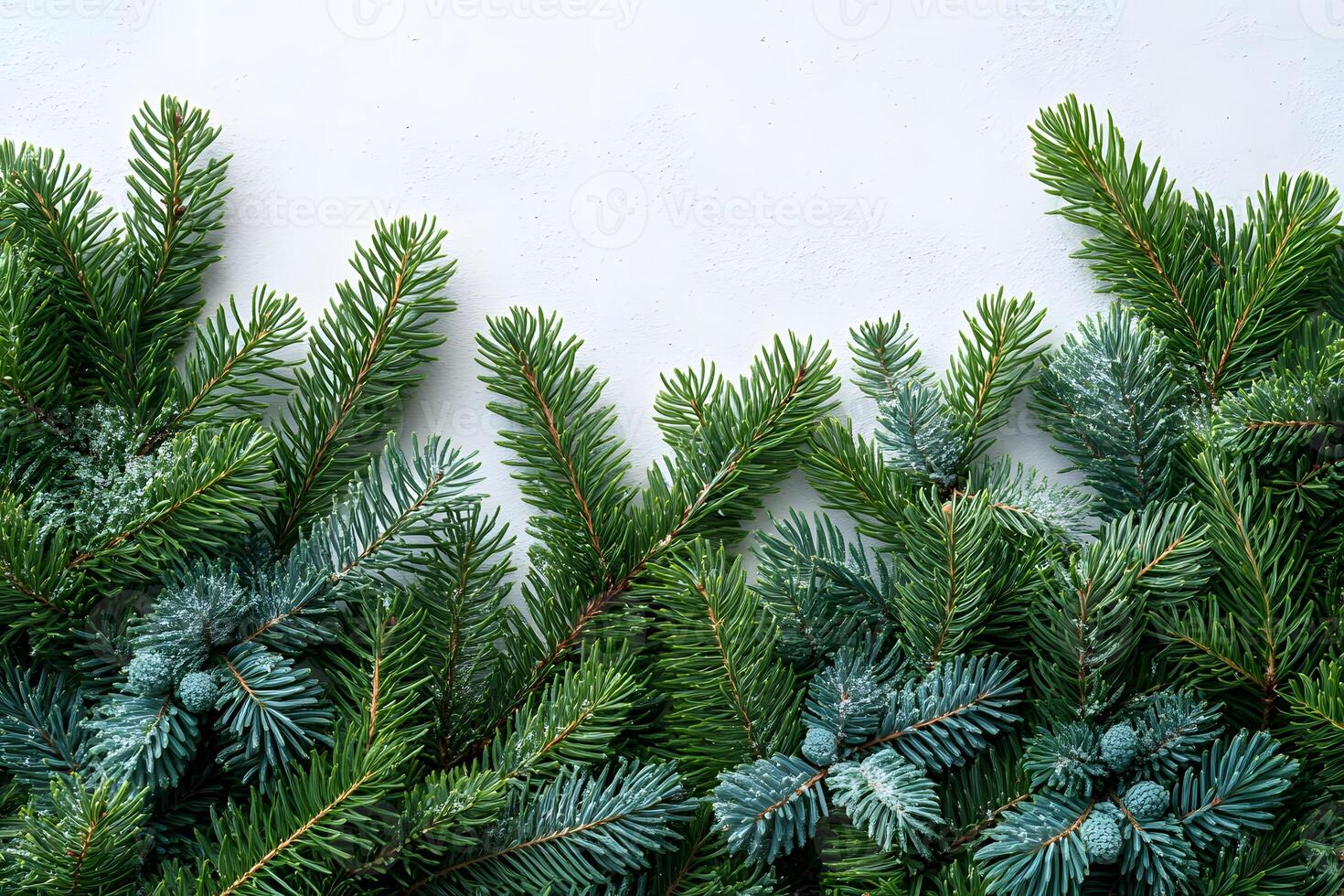 Festive Winter Evergreen Branches for Holiday Seasonal Designs photo