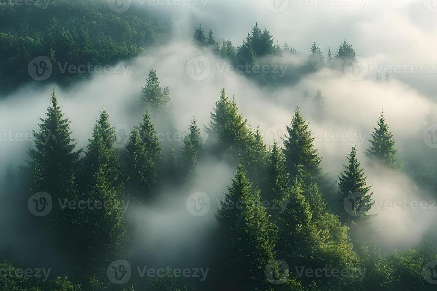 Enchanting Forest Landscape with Mist and Evergreen Trees for Nature Prints photo