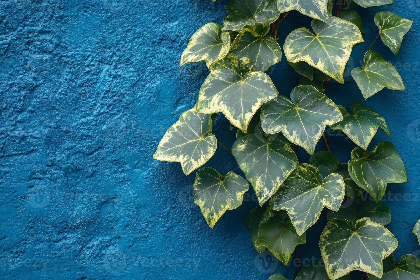 Lush Ivy Leaves Against Vibrant Blue Wall Nature's Contrast for Interior Design and Decor photo