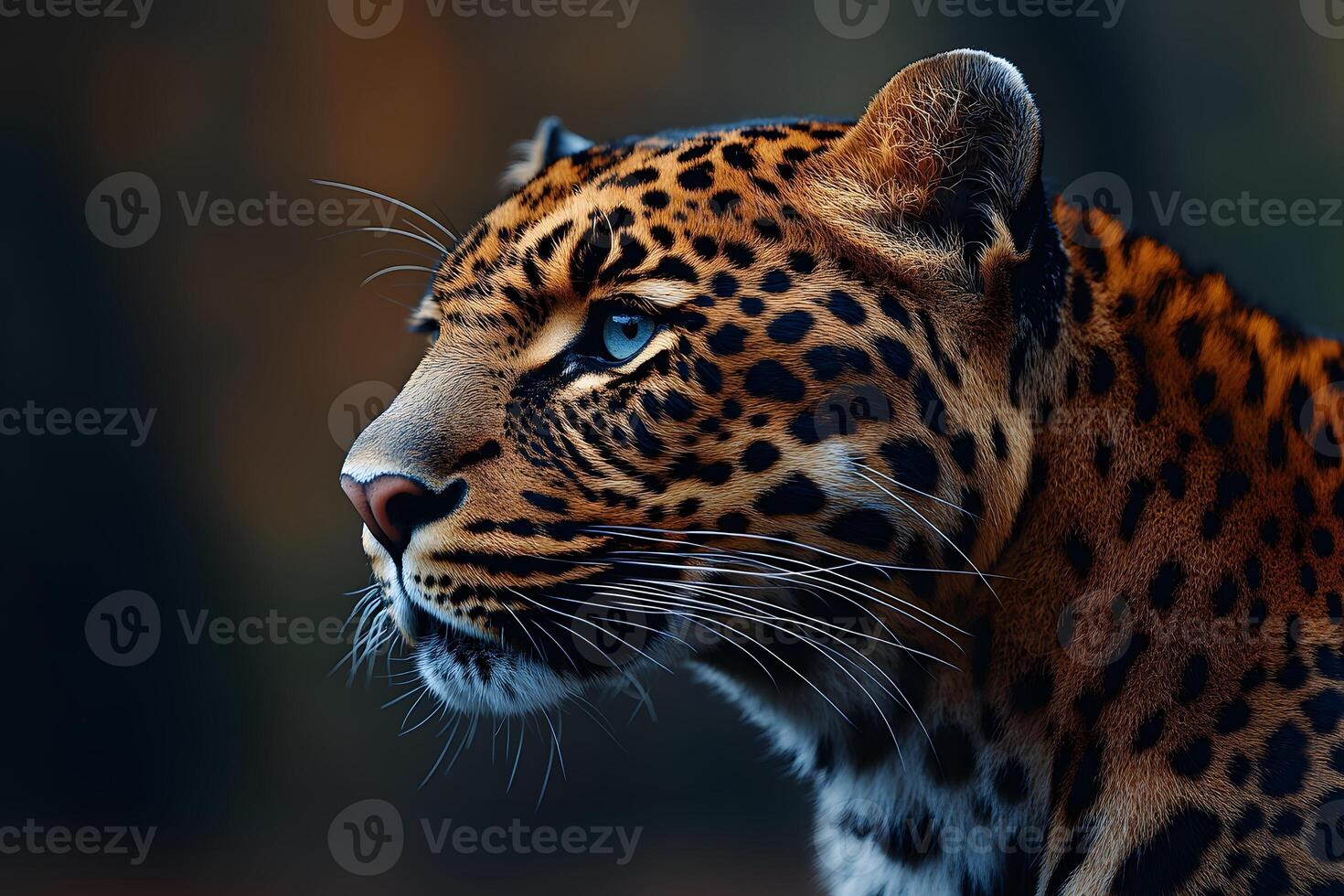 Majestic Leopard in Profile - Wildlife Photography for Nature Enthusiasts and Educational Use photo